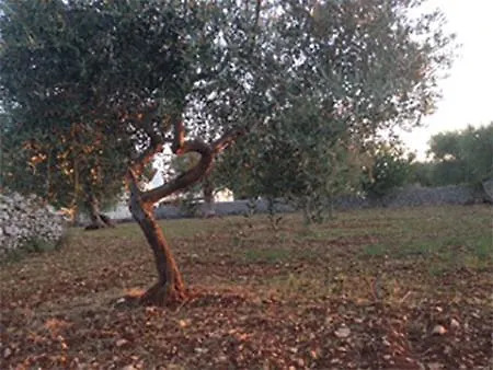 Casa Dell'uliveto